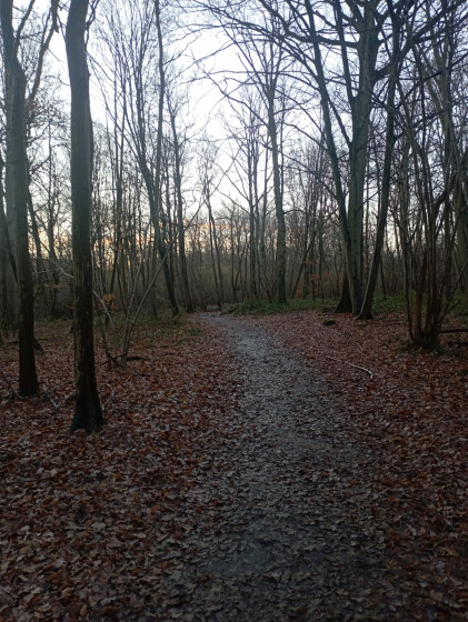 Forêt 3