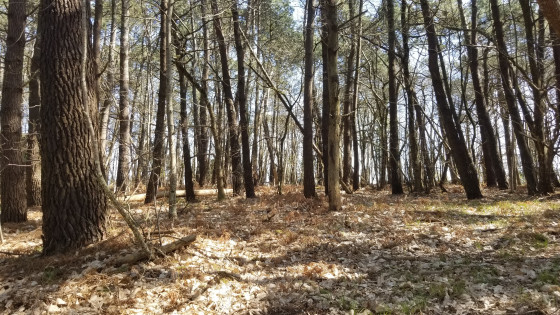 Forêt au départ de la randonnée