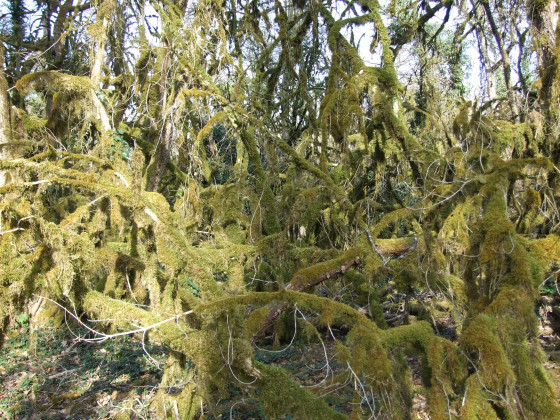 Forêt aux buis