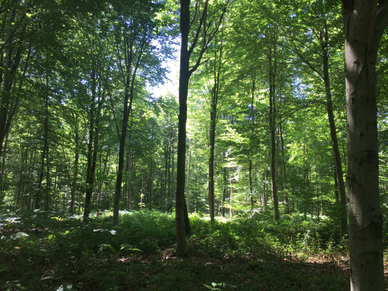 Forêt Chemin de l\'Eventail