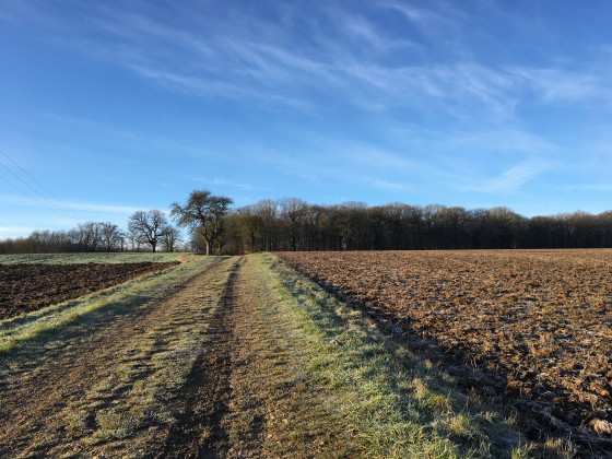 Forêt communale de Vauchassis