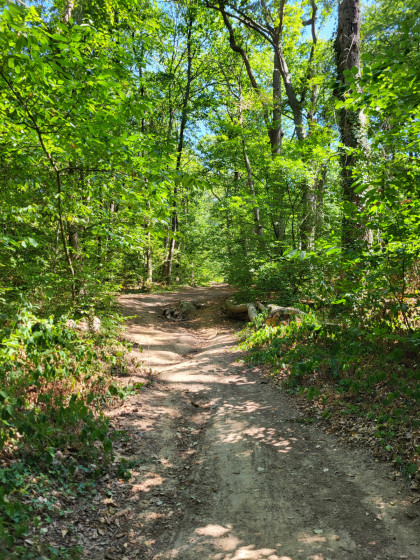 For&ecirc;t d'Allonnes