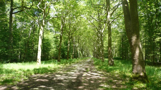 Forêt d'Armanvilliers