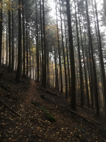 Forêt d'automne
