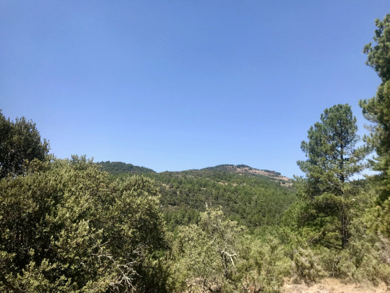 For&ecirc;t d&rsquo;El Corvasi
