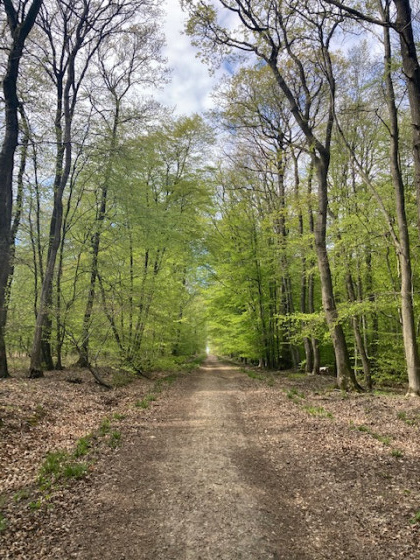Forêt d'Eperlecques