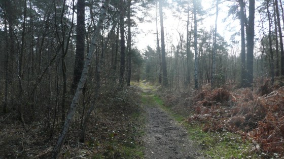 forêt d\'Ermenonville