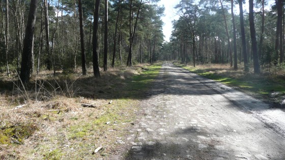 forêt d\'Ermenonville