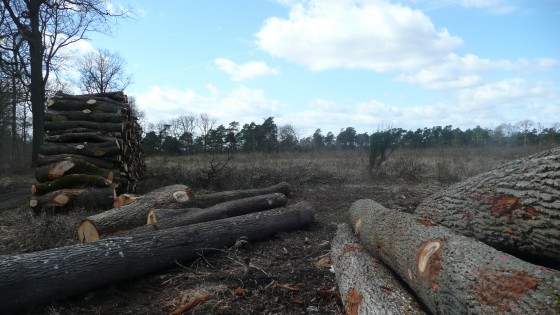 forêt d\'Ermenonville