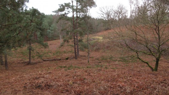 Forêt d\'ermenonville