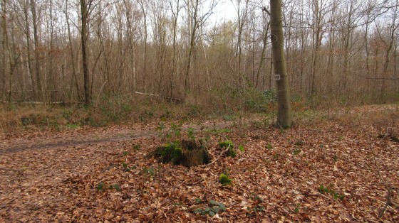 Forêt d\'Ermenonville