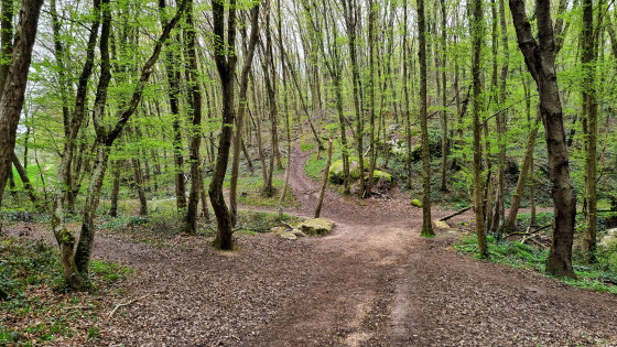 Forêt d\'Étrechy
