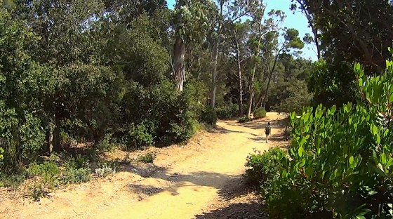 Foret d\'eucalyptus