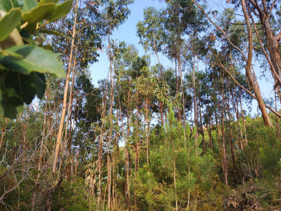 Forêt d’eucalyptus