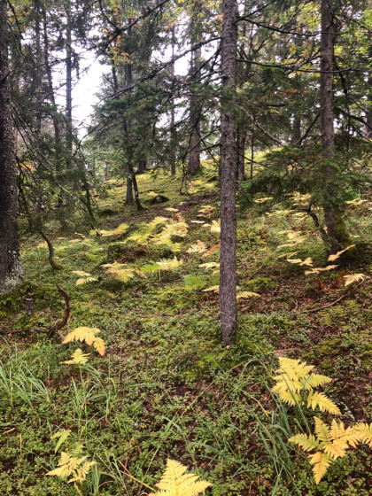 For&ecirc;t de Balsetet