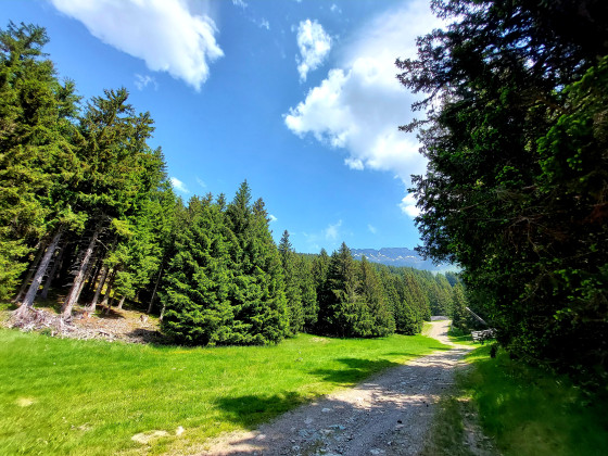 Forêt de Bédina