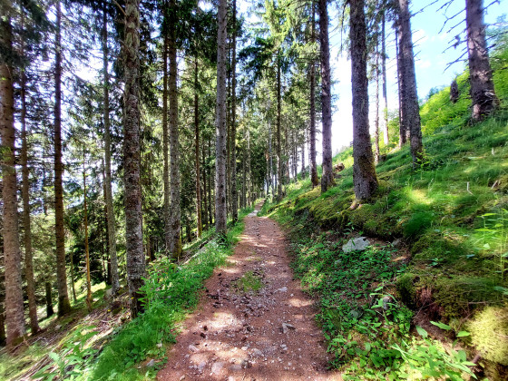 Forêt de Bédina