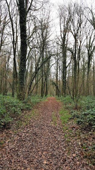 Forêt de Bois l'Evêque