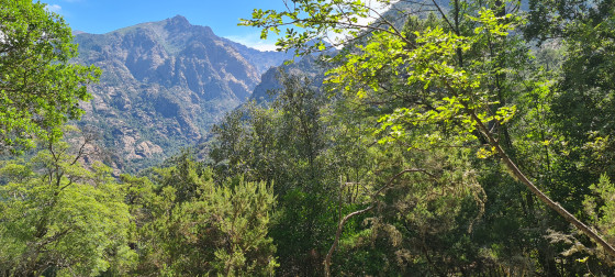 For&ecirc;t de Bonifatu