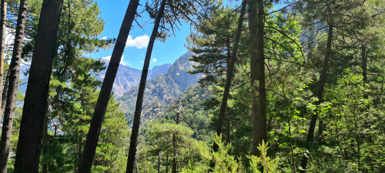For&ecirc;t de Bonifatu