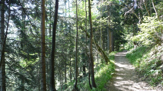 Forêt de Boscodon