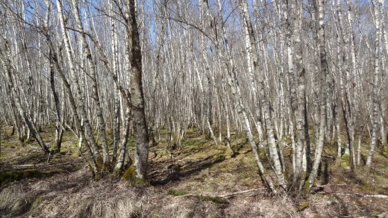 Forêt de bouleaux