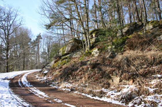 Forêt de Breuil
