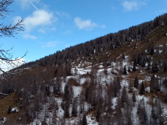 Forêt de Caro Blanc
