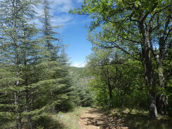 forêt de cèdres à droite et de chênes à gauche en descendant vers la piste de retour.