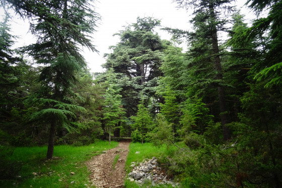 Forêt de cèdres