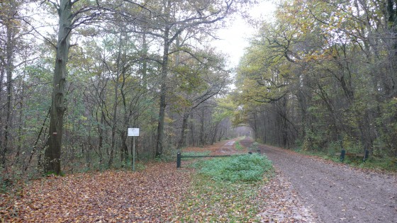 Forêt de Chantilly