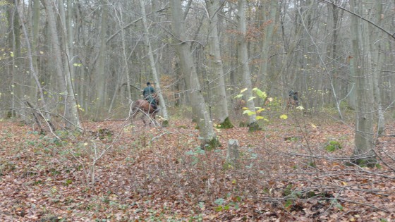 Forêt de Chantilly