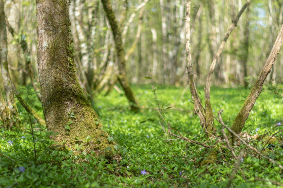 Forêt de Chassagne