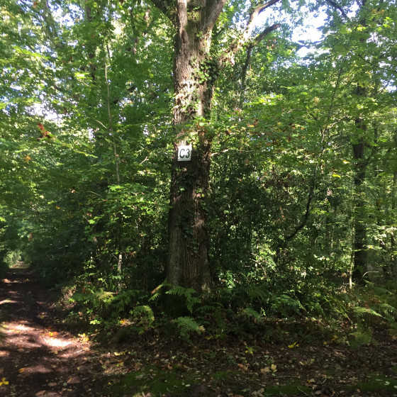 Forêt de Cinglais