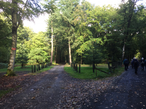 Forêt de Cinglais