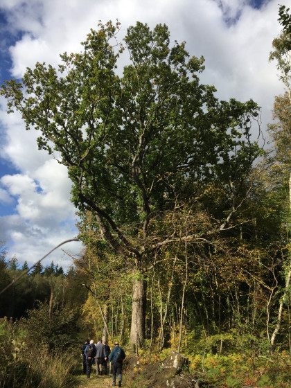 Forêt de Cinglais
