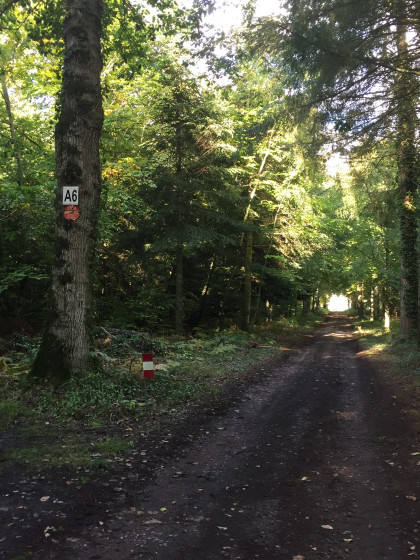 Forêt de Cinglais