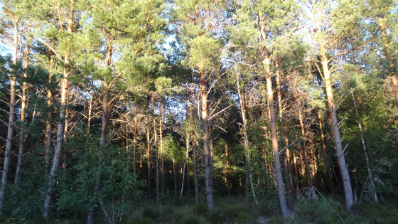 For&ecirc;t de conif&egrave;res