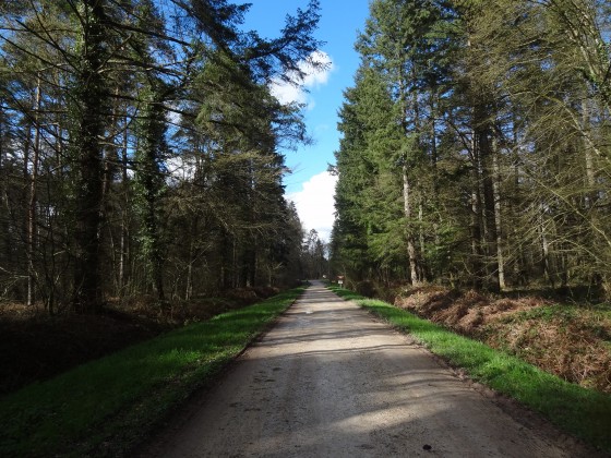 Forêt de conifères