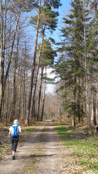 Forêt de Eichwald - large chemin