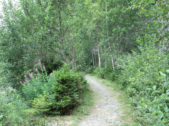 Forêt de feuillus