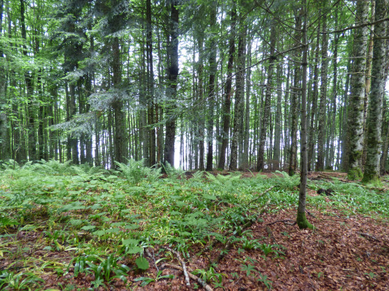 For&ecirc;t de feuillus