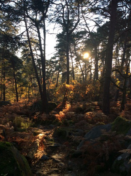 Forêt de Fontainebleau entre chien et loup