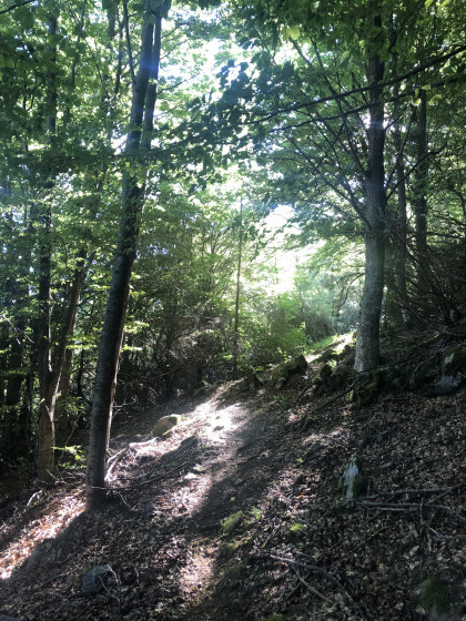 For&ecirc;t de h&ecirc;tres