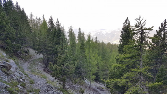 Forêt de la Blanche