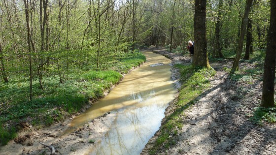 Forêt de Mantaille