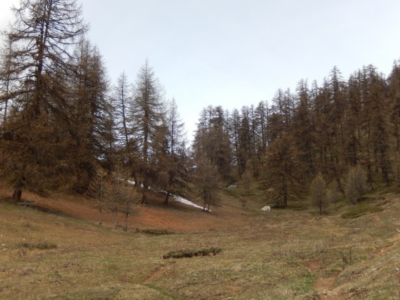 Forêt de mélèzes