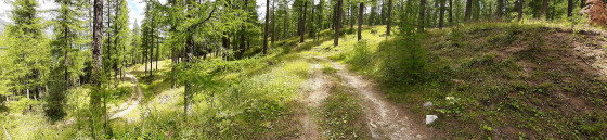 Forêt de mélèzes