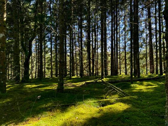 Forêt de Millevaches