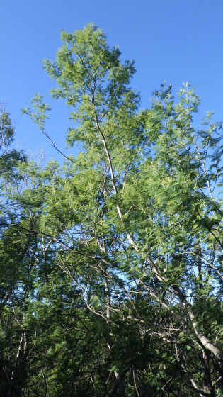 for&ecirc;t de mimosas